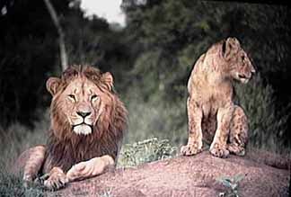 Male Lion and Cub